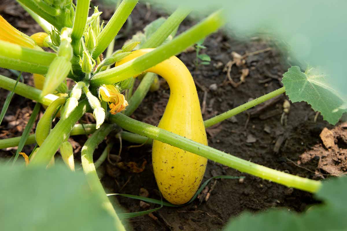 A close up horizontal image of a crookneck squash plant with fruit ripening in the garden.