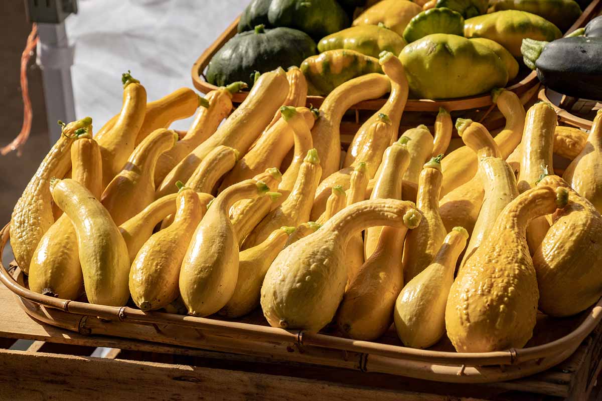 A close up horizontal image of a fresh crookneck squash harvest displayed in a wicker basket pictured in light sunshine.