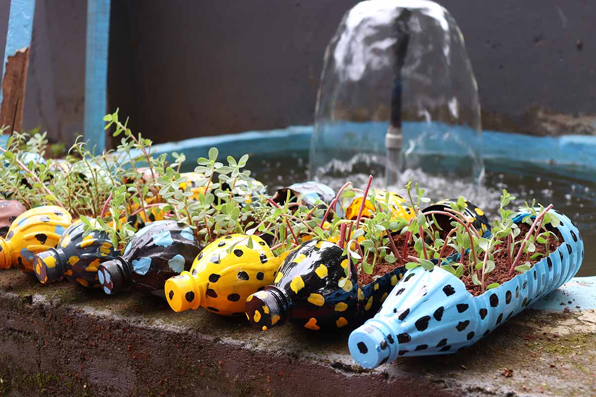 A close up horizontal image of colorful painted plastic bottles set in a row on a concrete surface with microgreens growing inside.