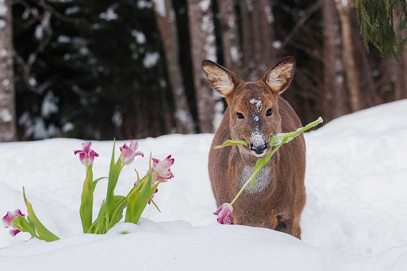Uma imagem horizontal de um cervo na neve mastigando as flores do início da primavera.