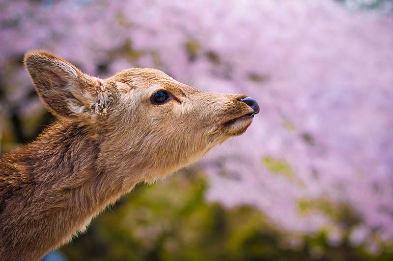 A close up horizontal image of a young deer in the garden pictured on a soft focus background.