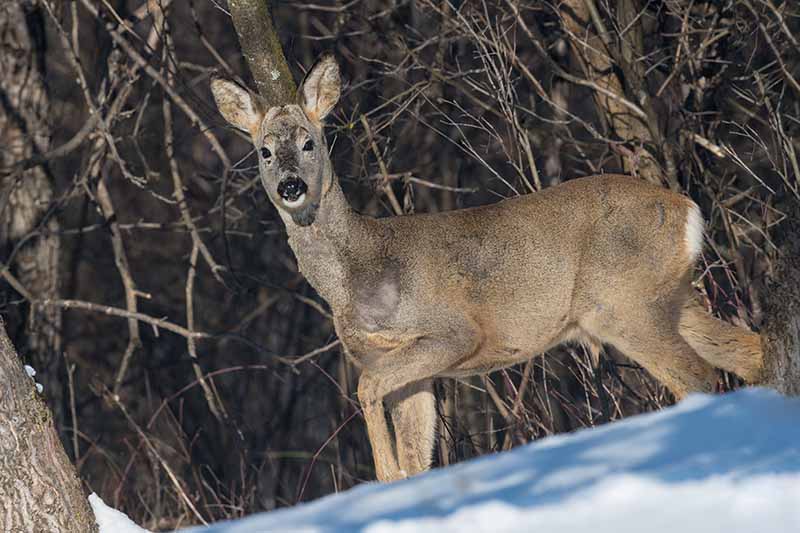 A close up horizontal image of a deer in the winter garden.