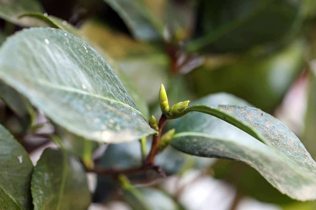 A close up horizontal image of a camellia stem with a flower bud developing on the end, pictured on a soft focus background.