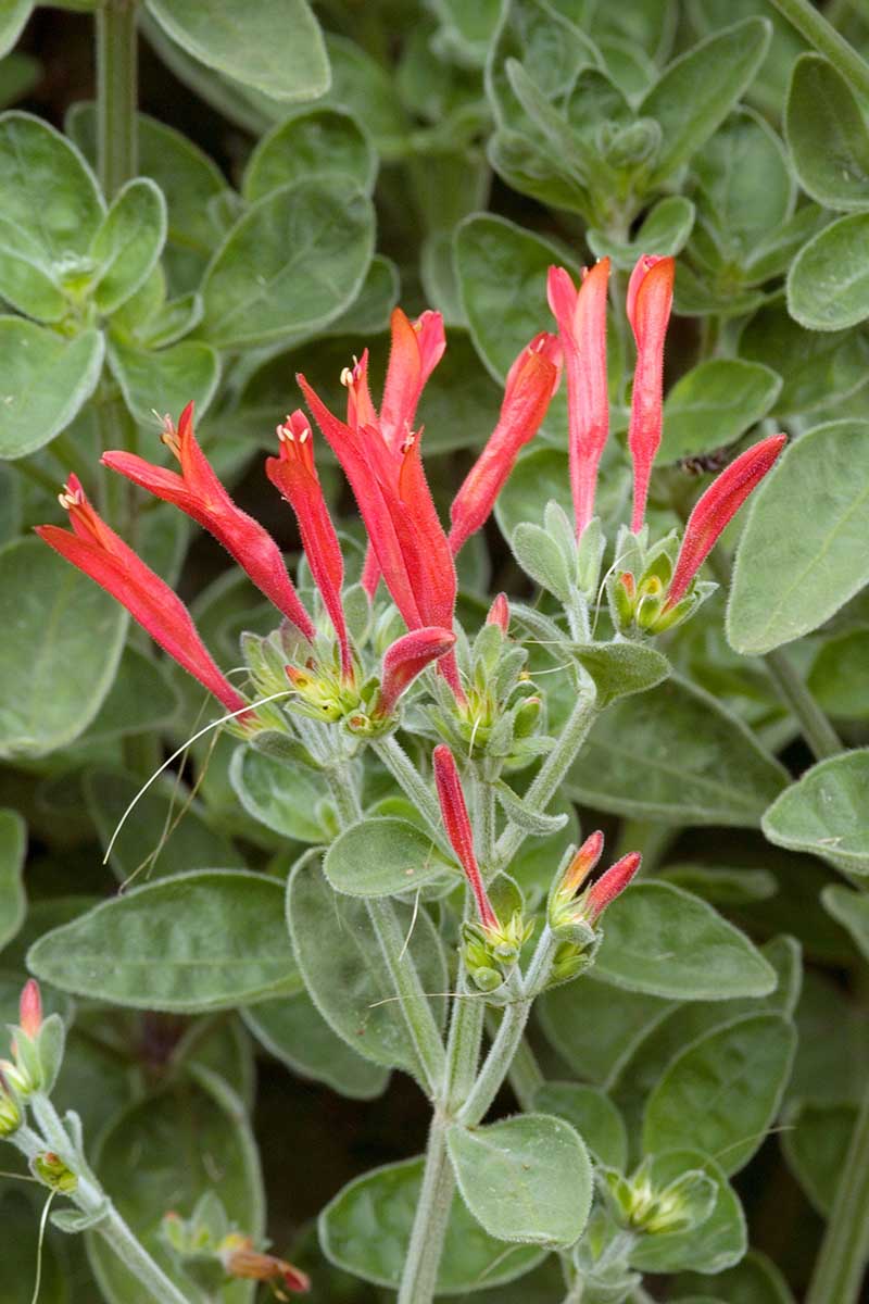 A close up vertical image of the flowers and foliage of Dicliptera squarrosa also known as the hummingbird plant.