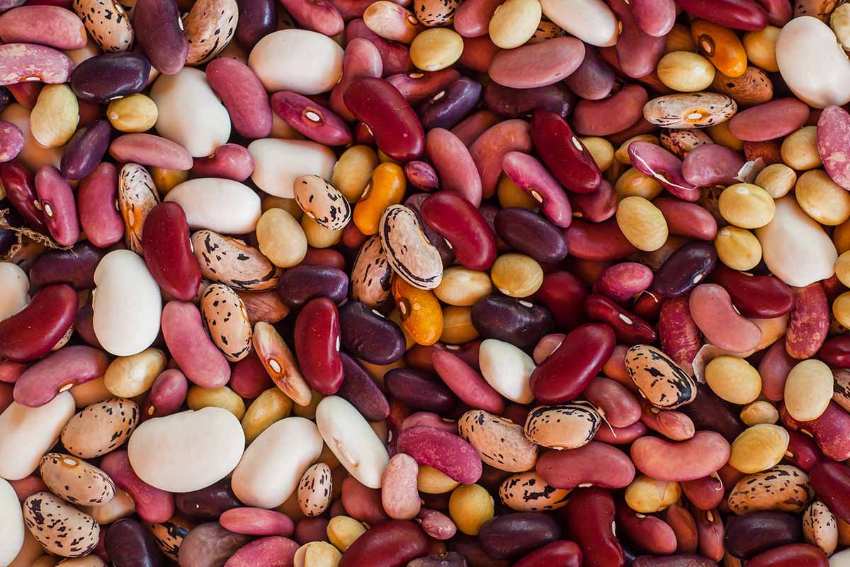 A close up horizontal image of different types of dried beans in a variety of different colors.