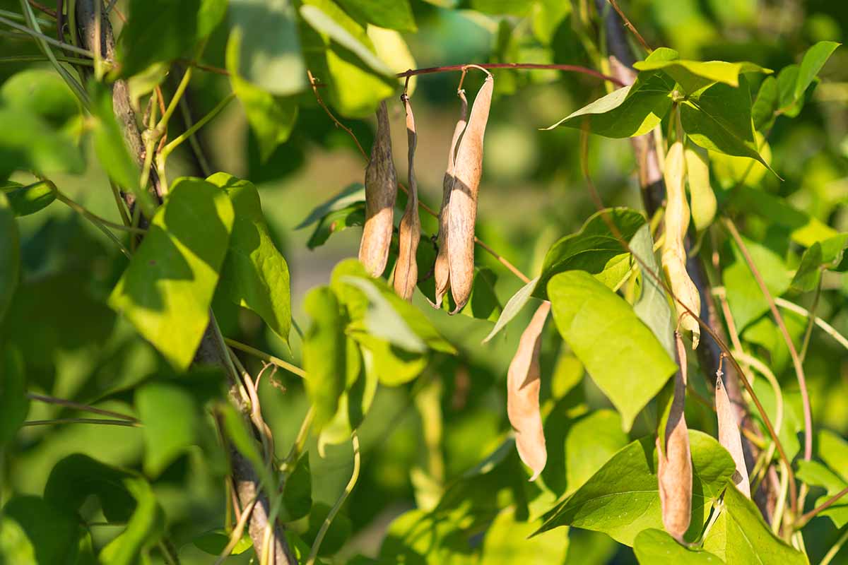 A close up horizontal image of the dried pods of kidney beans growing in the garden pictured in light sunshine on a soft focus background.