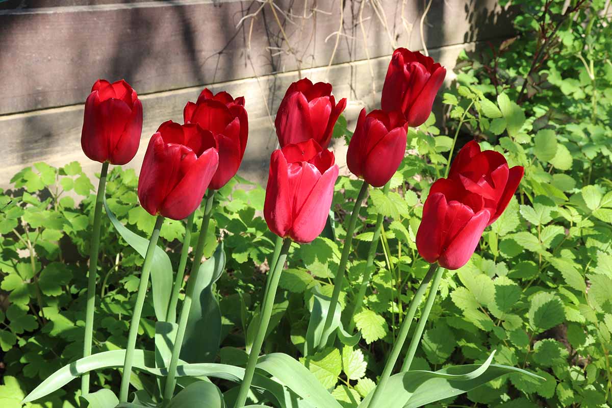 A close up horizontal image of bright red tulips growing in a garden border pictured in light filtered sunshine.
