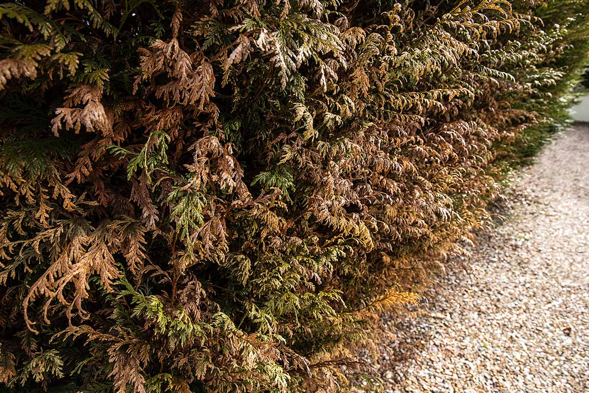 A horizontal image of a thuja hedge that has sustained extensive winter damage.