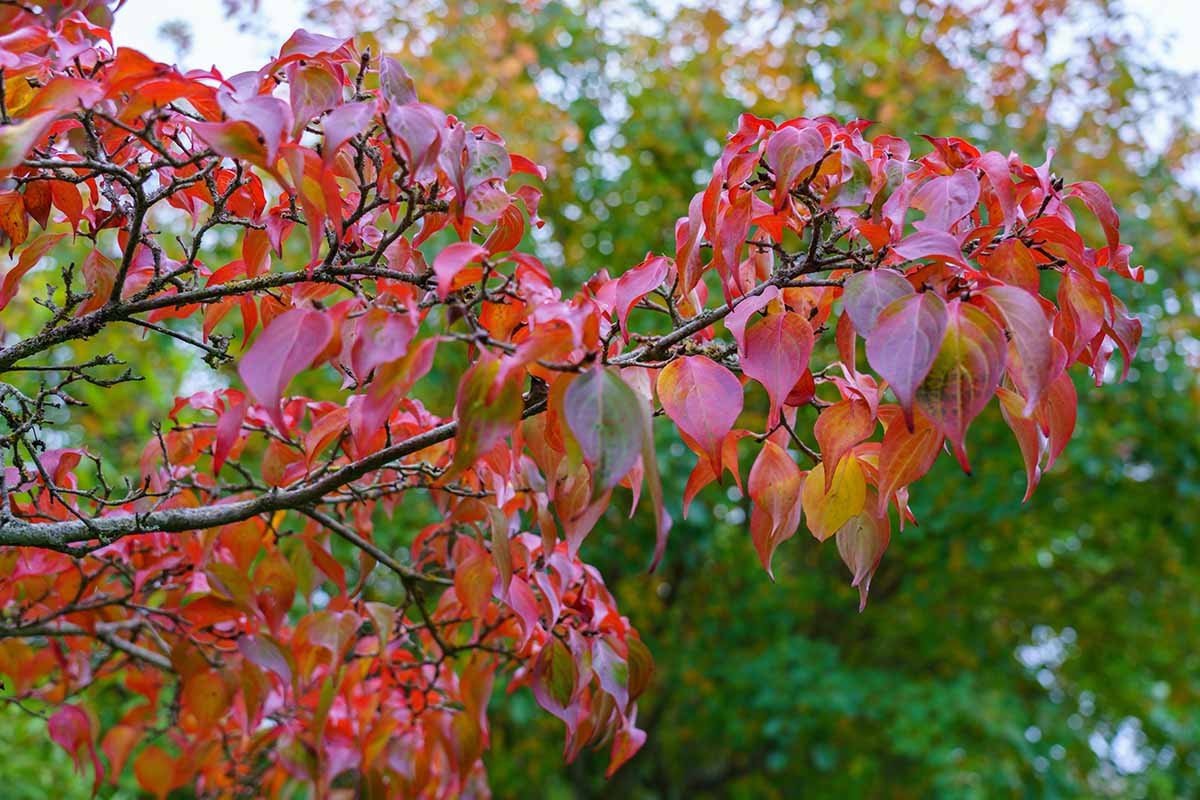 thumbnail image 2 of White Flowering Dogwood Seeds – Cornus Florida, Hardy Fall Color Tree For Spring & Summer Show 2 of 5