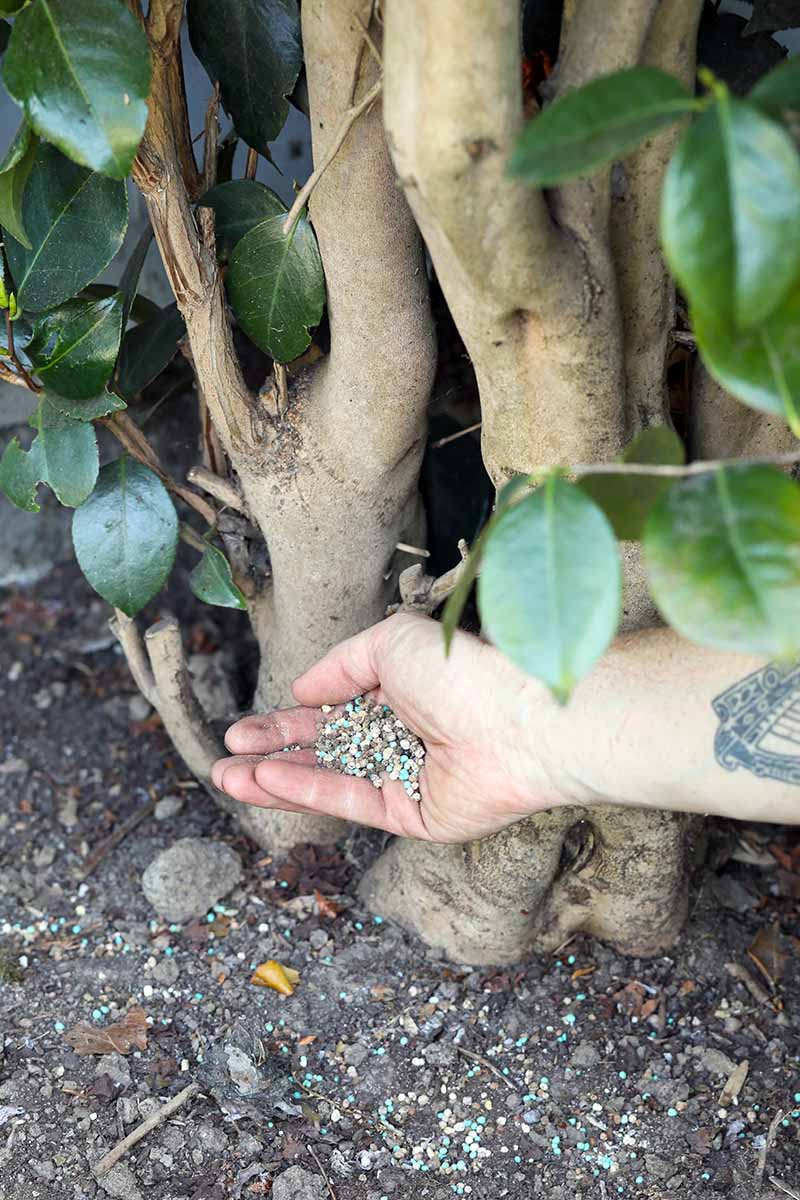 A close up vertical image of a hand from the right of the frame applying granular fertilizer to the base of a shrub.