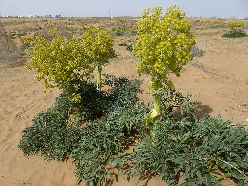 A horizontal image of Ferula assa-foetida growing in the desert.
