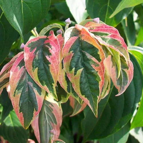 A close up square image of the variegated pink, cream, and green foliage of Firebird dogwood.