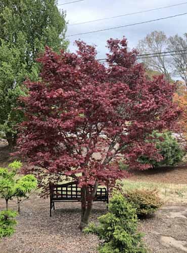 A vertical image of a 'Fireglow' Acer palmatum tree growing in the garden.