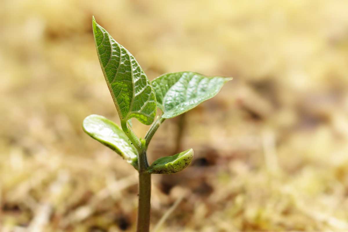 A close up horizontal image of the first true leaves forming on a seedling, pictured on a soft focus background.