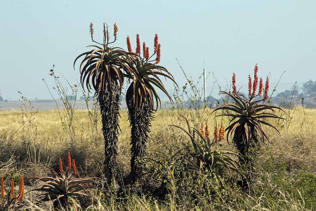 A horizontal image of large flowering succulents growing in a desert landscape.