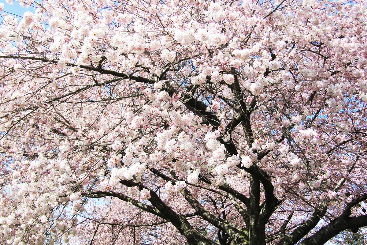 A close up horizontal image of the abundant pink and white flowers of an 'Akebono' ornamental cherry tree growing in the landscape.
