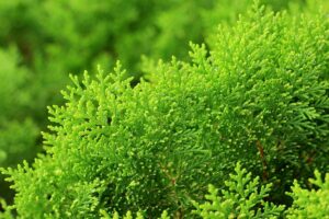 How to Grow and Care for Arborvitae Trees | Gardener’s Path
