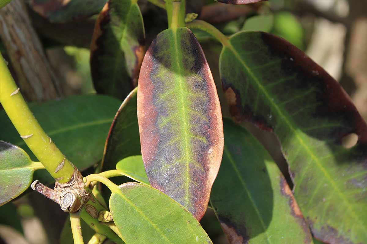 A close up horizontal image of rhododendron foliage showing signs of winter frost damage, pictured in light sunshine.
