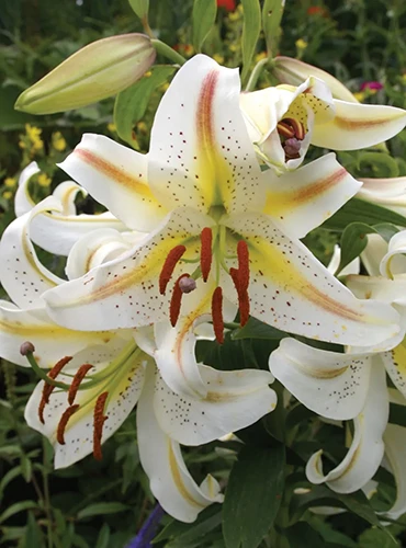 A close up of 'Garden Party' lilies growing in the garden pictured on a soft focus background.