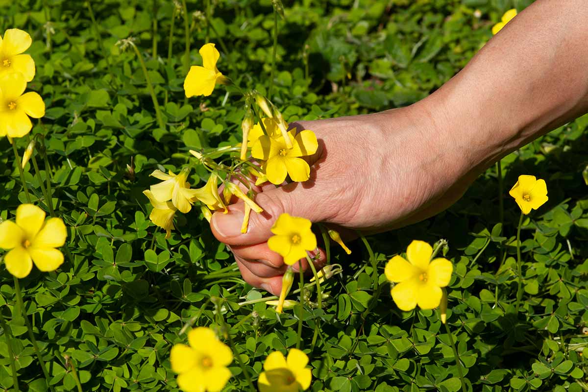 A close up horizontal image of a hand from the right of the frame pulling up yellow flowers in the garden.