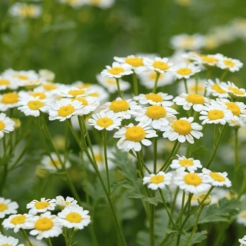 A close up square image of German chamomile growing in the garden.