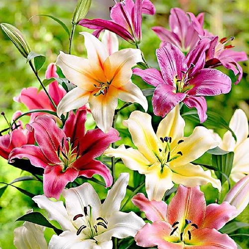 A close up square image of colorful Orienpet lilies growing in the garden pictured on a soft focus background.