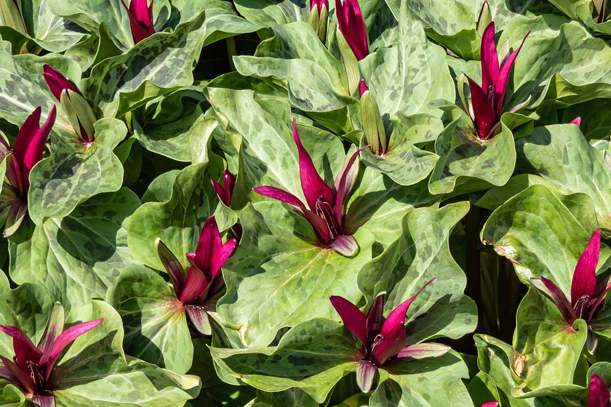 A close up horizontal image of giant trillium growing in the garden pictured in bright sunshine.