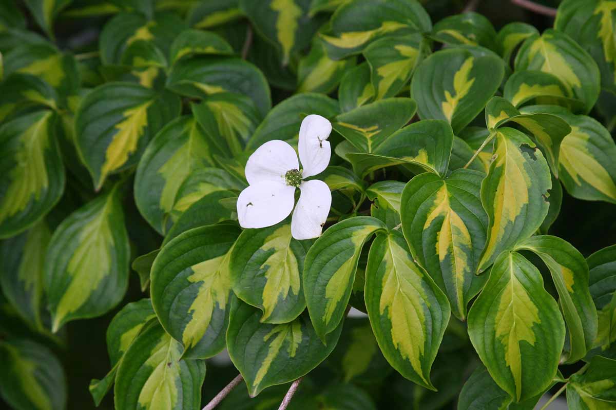 A close up horizontal image of the variegated foliage and a single white flower of Cornus kousa 'Gold Star' growing in the garden.