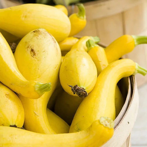 A square image of a pile of yellow crookneck squash, freshly harvested in a wooden container.