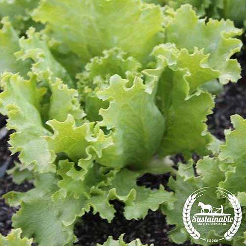 A close up square image of a 'Great Lakes' lettuce growing in the garden. To the bottom right of the frame is a white circular logo with text.
