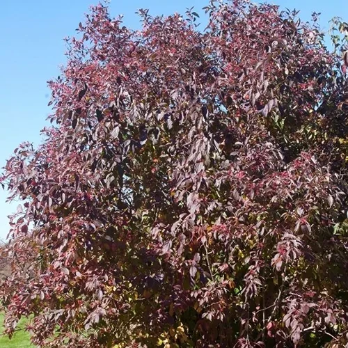 A square image of the burgundy fall foliage of gray dogwood pictured on a blue sky background.