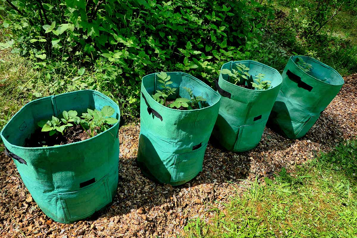 A horizontal image of four large green grow bags set outdoors on a strip of mulch.