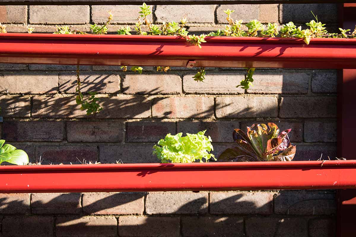 A horizontal image of household guttering used to grow lettuce along the side of a brick structure.