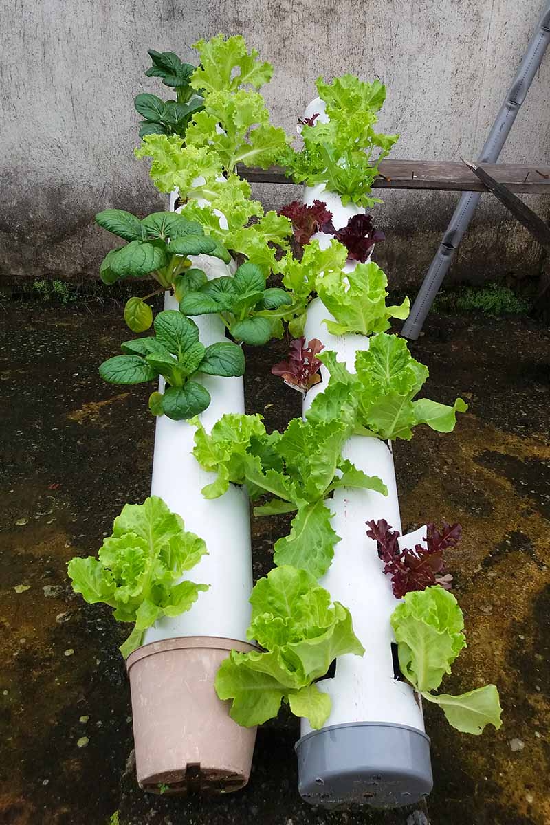 A vertical image of plastic pipes repurposed for growing lettuce and herbs.