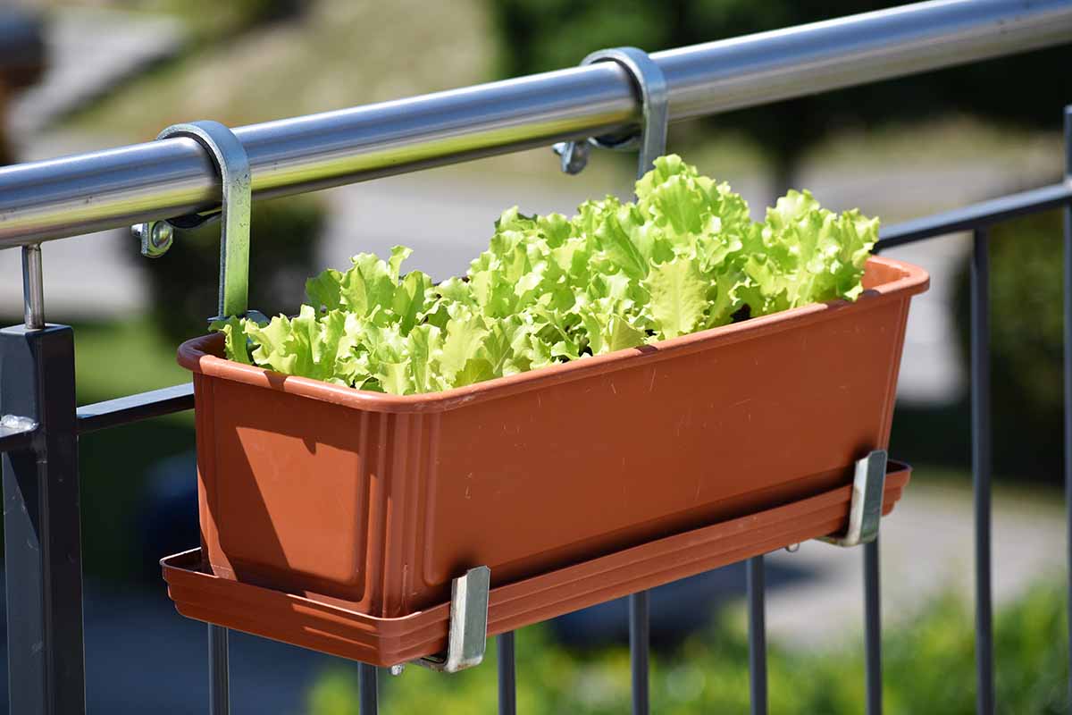 A close up horizontal image of a window box planter hanging from a metal balcony with lettuce growing inside it.