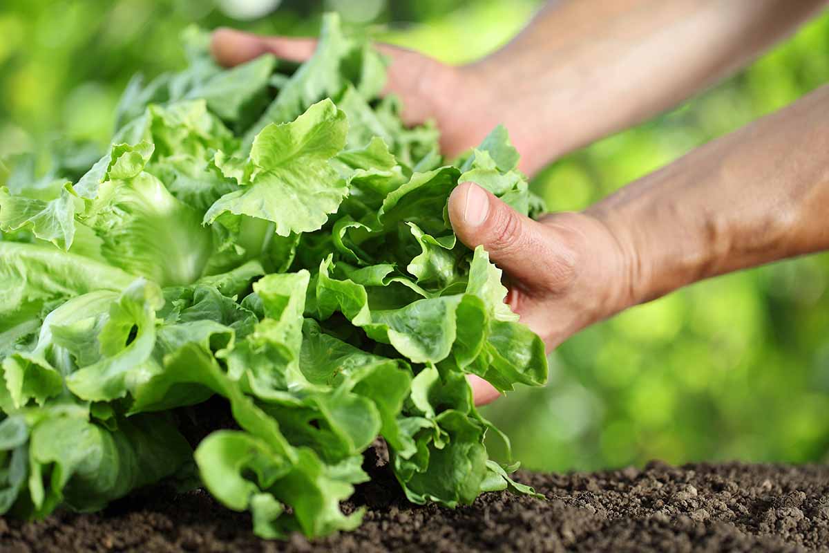 A close up horizontal image of two hands from the right of the frame harvesting a fresh head of Batavian lettuce from the vegetable garden.
