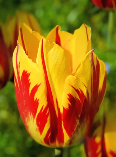 A close up of a single red and yellow 'Helmar' tulip flower pictured in bright sunshine on a green soft focus background.