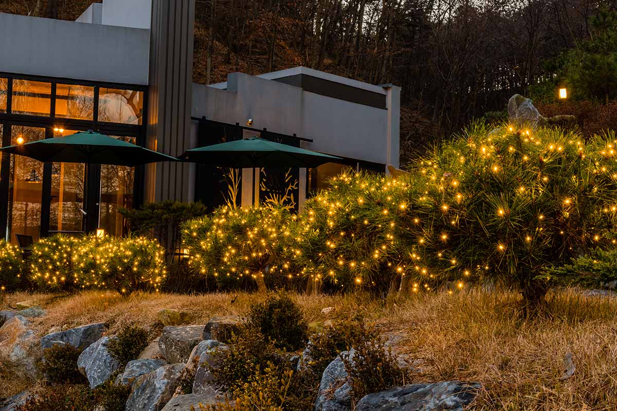 A horizontal image of a line of evergreen shrubs decorated with small yellow holiday lights outside a residence.