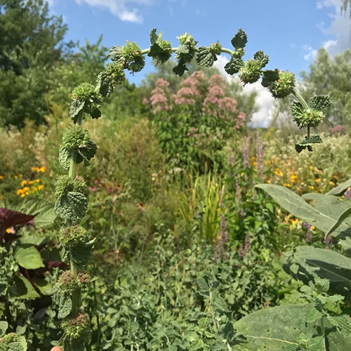 A square image of horehound growing in the garden.