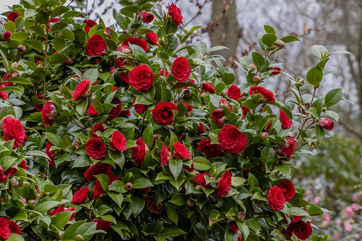 A close up horizontal image of a camellia shrub with bright red flowers growing in the garden.