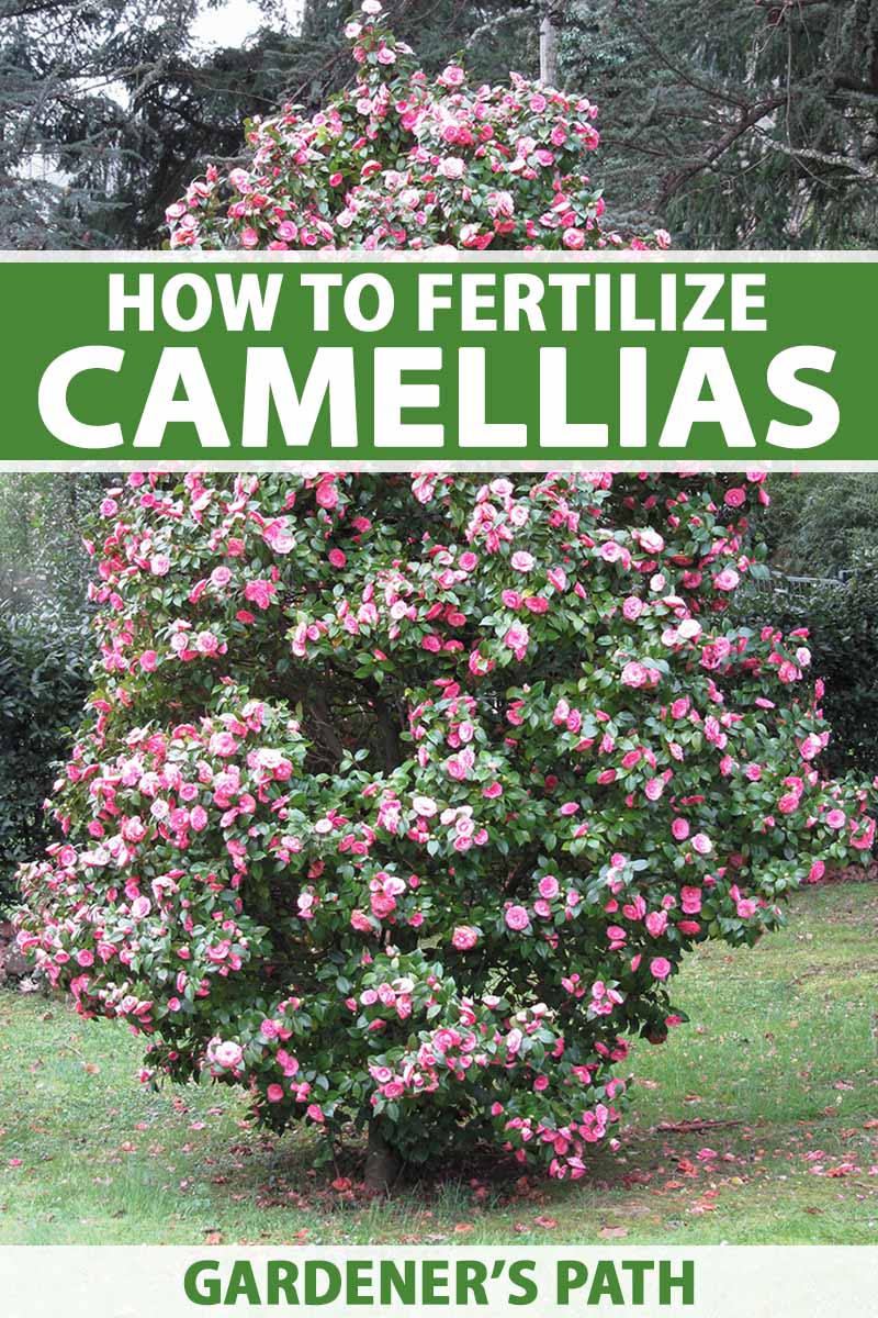 A vertical image of a large camellia shrub with bright pink flowers growing in the garden. To the top and bottom of the frame is green and white printed text.