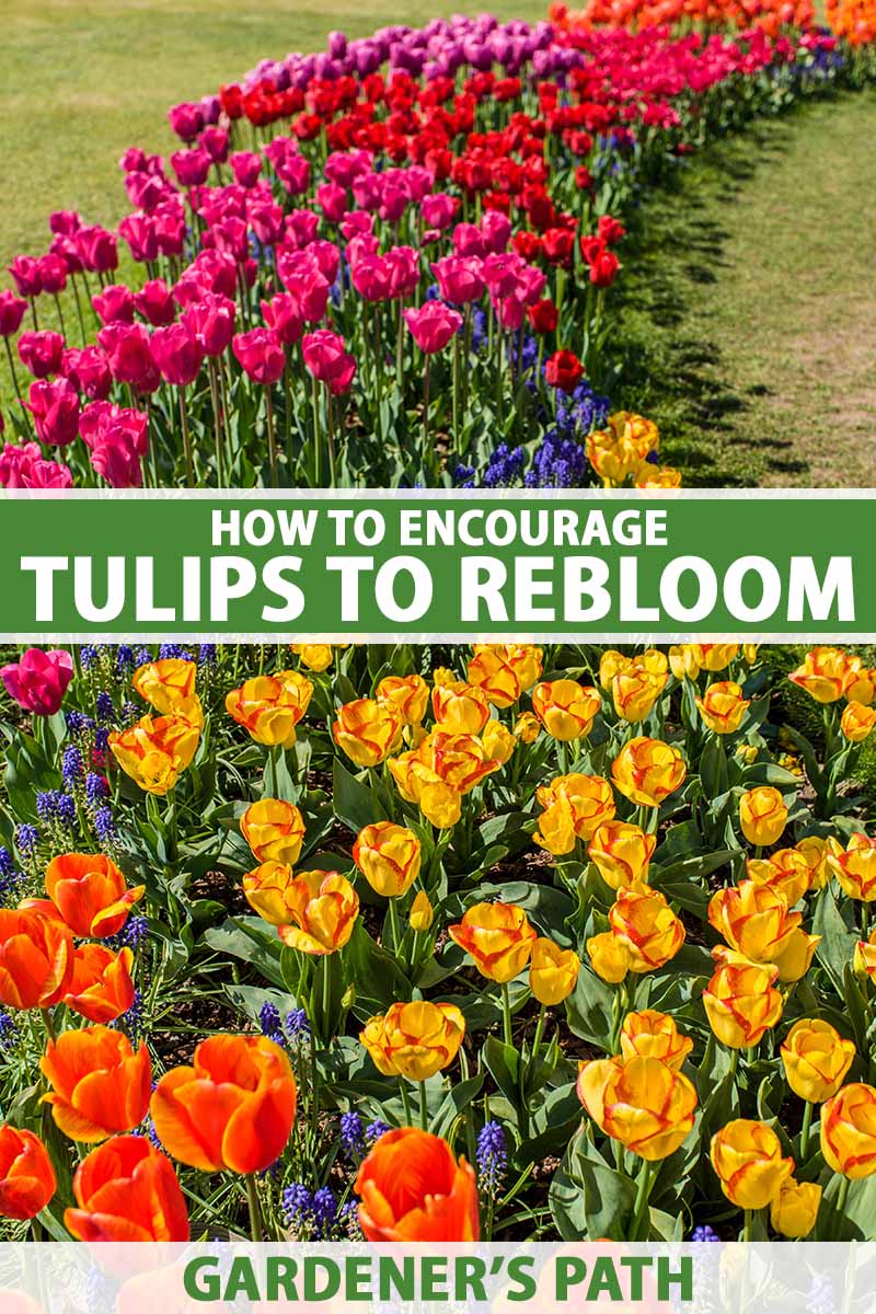 A vertical image of a large drift of different types of tulips in a garden border pictured in bright sunshine. To the center and bottom of the frame is green and white printed text.