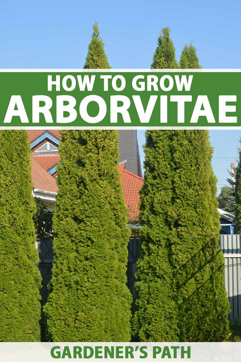 A vertical image of arborvitae (Thuja) trees growing along a fence line with a blue sky background. To the top and bottom of the frame is green and white printed text.