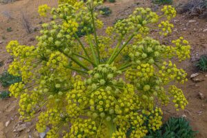 A close up horizontal image of an asafetida (Ferula assa-foetida) plant in bloom in a dry garden.