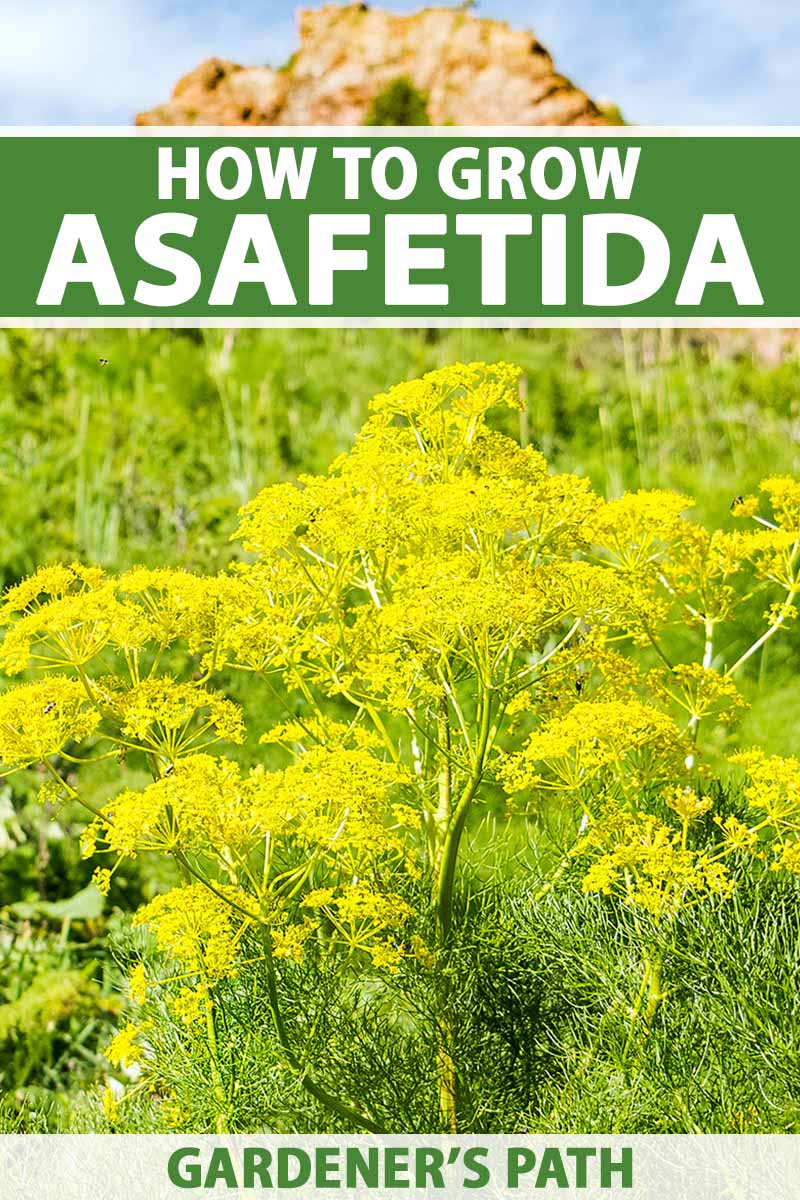 A vertical image of the yellow flowers of Ferula assa-foetida aka asafetida growing wild with a rocky outcrop and blue sky in the background. To the top and bottom of the frame is green and white printed text.