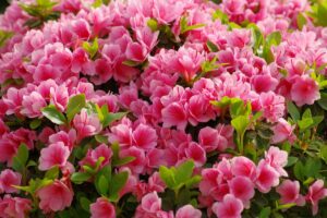 A close up horizontal image of bright pink azalea flowers growing in the garden pictured in light sunshine.