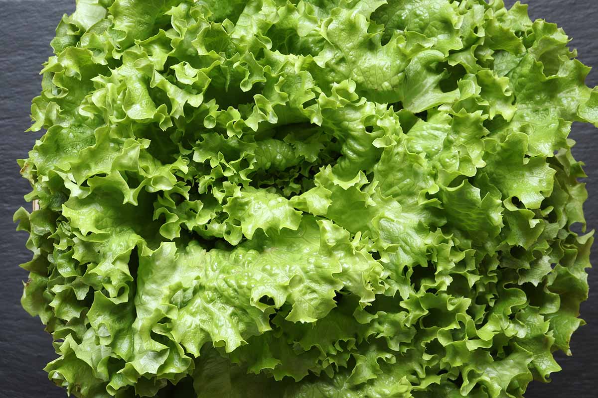 A close up horizontal image of a head of Batavian lettuce set on a dark gray surface.