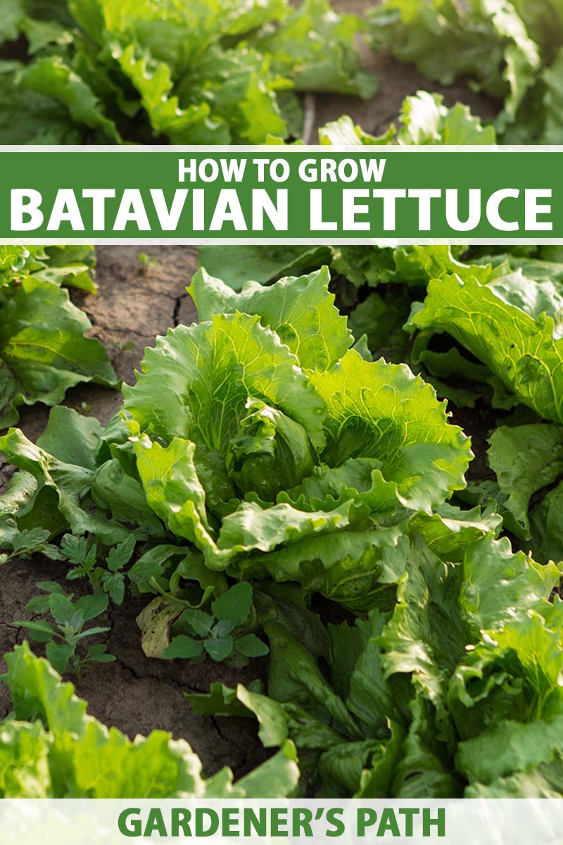 A close up vertical image of rows of Batavian lettuce growing in the garden. To the top and bottom of the frame is green and white printed text.