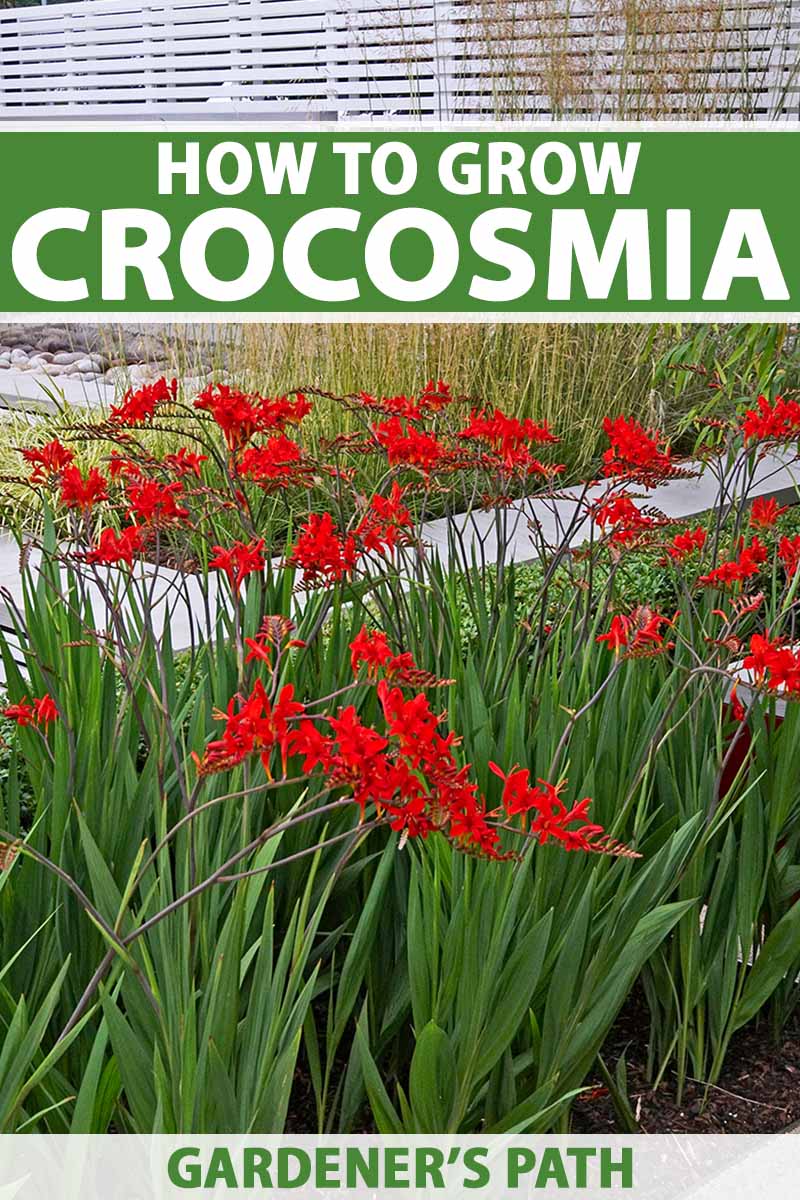 A vertical image of bright red Crocosmia flowers growing in a garden border. To the top and bottom of the frame is green and white printed text.