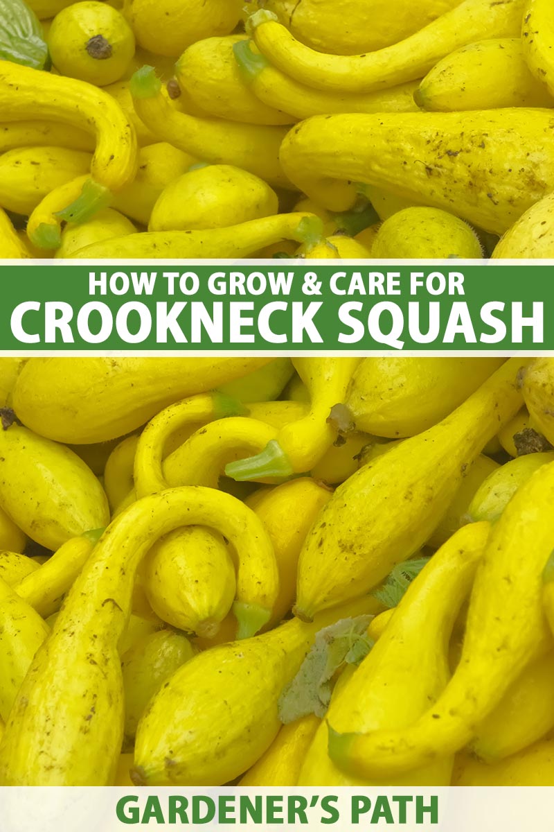 A close up vertical image of a big pile of yellow crookneck squash. To the center and bottom of the frame is green and white printed text.